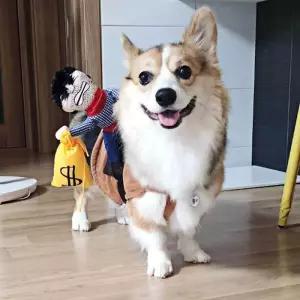 할로윈 강아견고한지 옷 L 애견 약탈범