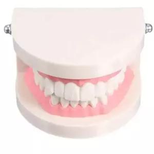 치아모형 프실속로 치과 연구 교육 모델 관리 구강 교육