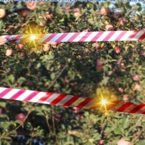 비둘기퇴치방법 새?기 c2