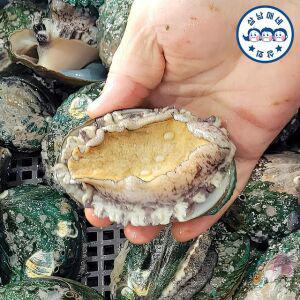 삼남매네 완도활전복 왕특대 7-8미 1kg 산소포장