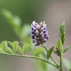 감초씨앗 마른 약용식물 감초종자 약용씨앗 야생화씨 200g (WFJ7CQY)