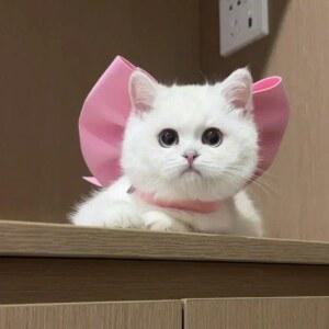 강아지 스카프 고양이 케이프 카라 귀여운 목걸이 큰리본 리본 장식 턱받이