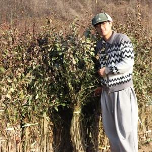 개나리나무 묘목 2년생 1m20 (30주) 꽃나무 경계수 정원수 생울타리 경관용 공원수 조경수 원예 가든