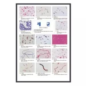 학교 과학실 실험실 교육용 게시판 포스터 액자 670x970mm 교과학습실 특별실