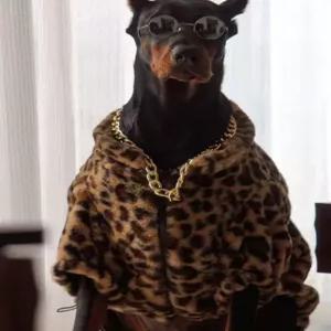 대형견옷 강아지 레오파드 반려견 리트리버 재킷 후드티 애견 겨울옷 맨투맨 털빠짐방지 프린트