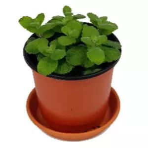 천연식물키우기 작은식물 지구식물 애플민트 과학식물 4개입 식물성장일지