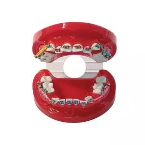 모형 치과 교육 치위생 실습 구강 연습 치아교정 스케일링 이빨 교구