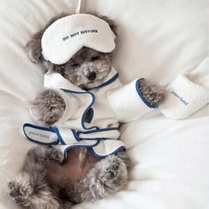 애견 호텔 가운 귀여운 샤워 소품 테디, 목욕 흡수성 후드 초록 여름 데코