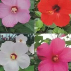 야생화 정원 씨앗 품종 종자 꽃씨 혼합 부용화 1500립 WFLPK9C