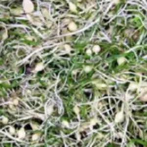 작물 주아 씨앗 종자 씨 달래 정품 종근 품종 400g WFLPLPA