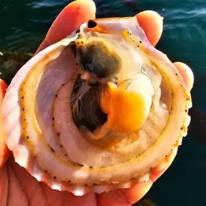 [식탁이야기]바다향 가득 제철 홍가리비 1kg