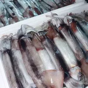 횟감용 초코 오징어 750g내외(2~3미 내외)