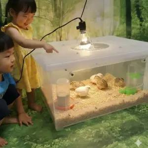 (X4 동물부화-사육용히터) 특대형(양문열림) 병아리육추기 / 메추리육추기 병아리집 메추리집 조립완제품