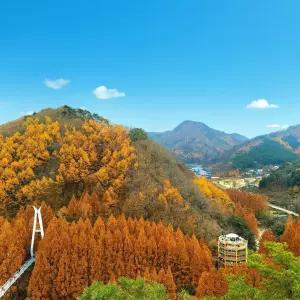 대전 장태산 산림욕장 2025 가을 단풍 당일 버스 투어