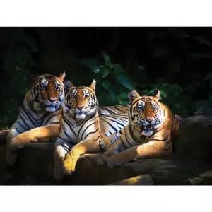 2000피스퍼즐 호랑이 용감한 형제 PK2000-M3310
