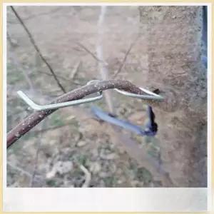 묘목 고정클립 지지대 과일나무 과일 토마토 사과나무