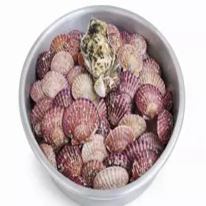 제철 통영 세척 선별 홍가리비 생물 가리비, 통영 홍가리비 3kg, 1개