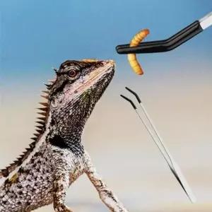 도마뱀 핀셋 파충류 곤충 방지 렙타일 급여 먹이 1개 (WFKAEL2)