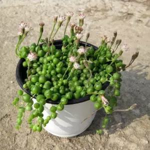 다육 콩난 녹영 지름 15cm 중품화분 건강한식물