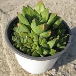 다육 보초 하월시아 15cm 다육 중품