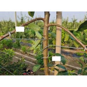 사과나무 가지 클립 과수자재 고정클립 1000개 유인 지주대 개선형 가지유 이크립