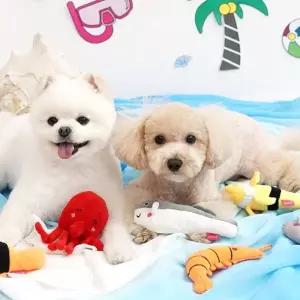 패리스독 52번 해양 동물 바스락 토이 1팩 단위 8EA인형 강아지 장난감 애견