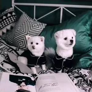 (BND-F02) 파자마 잠옷 강아지옷