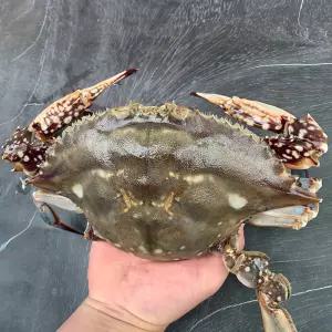 싱싱한 국내산 알배기 급냉 암꽃게 1kg 특대/왕특대 사이즈