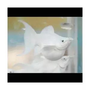 [에이투비]보석눈 백금 몰리 라이어테일 / 2.5 ~ 3 cm 내외 / 한 마리