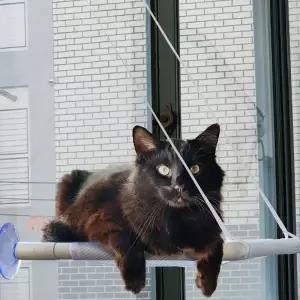 해먹 고양이 강아지 부착식 바구니 캣타워 창문 무타