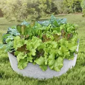 부직포 화분 베란다 상추 대파키우기