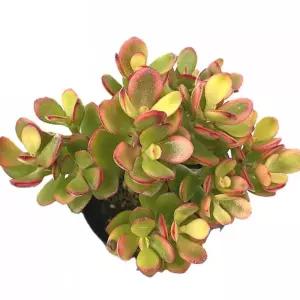 베하몰 실내 화초 탑레드 염좌 화분 28cm다육식물 재배 키우기 기르기 원예 다육이