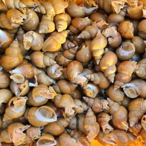 자연산 생물 백고동 1kg