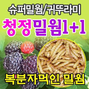 밀웜/슈퍼밀웜/복분자먹여키운생밀웜