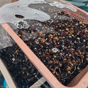 [롯데백화점]인정식탁 오늘의바다 생 재첩 500g+500g