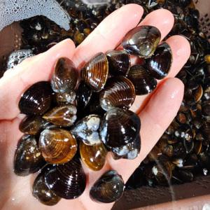 [롯데백화점]인정식탁 오늘의바다 생 재첩 500g