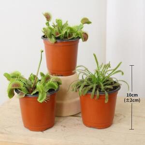 식충식물 3개 666064 코스트코 마켓송지