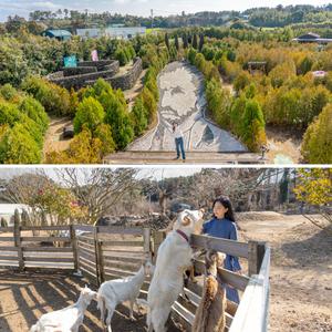 [제주] 고흐의정원+양떼목장 /먹이주기/체험