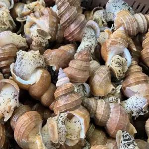 동해안 자숙 살고동 대 1kg 활 골뱅이