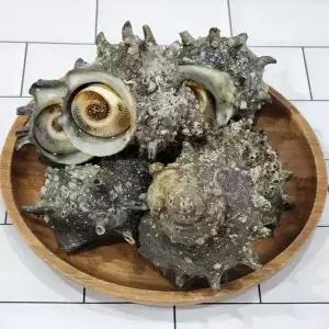 국산 통영 뿔소라 1kg(6미 내외)