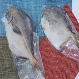 비제이마켓 군산명물 병어 1팩 1마리 250G 냉동 군산병어