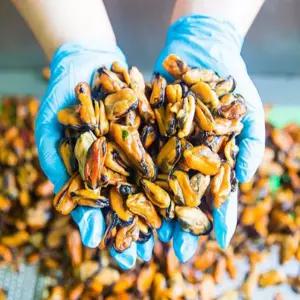 [로지프로] 삼천포 손질 자숙 홍합살 1kg 남해홍합살