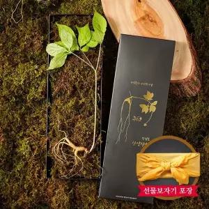 [NS홈쇼핑][자연삼가] 1+1 강원도 토종 산양삼 산양산삼 선물세트 5~6년근 (1뿌리)x2세트..[35682774]