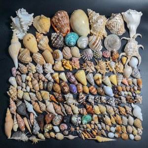 인테리어 소품 조개껍데기 천연 표류 불가사리 어항 재료 소라 조경 모형 소라게