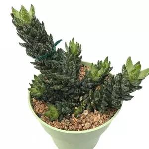 베하몰 실내 화초 용발톱 다육 식물 20cm 이식물 인테리어 인테리어용 용이 다육이