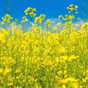 프래그런스오일 제주 유채꽃디퓨저 향수 방제 향기 캔들 오일 그런스 발향 아로마 그런스들