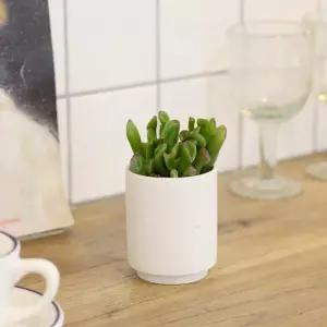 키우기쉬운 플랜테리어 도자기 화분 다육식물 키트이 이세트 반려 미니 키우기 집에서키우기쉬운 식물인 고