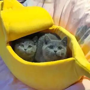 고양이 바나나 침대애완용 반려동물