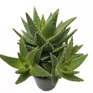 베하몰 실내 화초 용산 다육 선인장 36cm 식물 인테리어 인테리어용 다육이 이식물