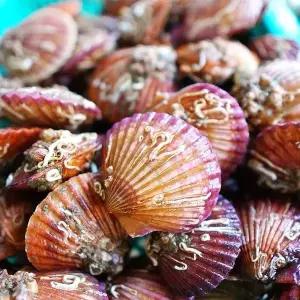 국내산 홍가리비 중대형 5kg 85미내외